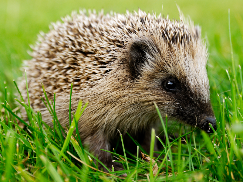 Likeable Social Content